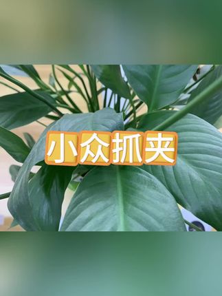 #夹子#发夹#发夹推荐