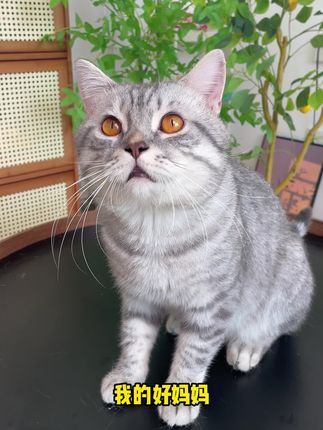 就这个猫粮,拿捏了我家挑嘴小猫咪#伯纳天纯酥化粮