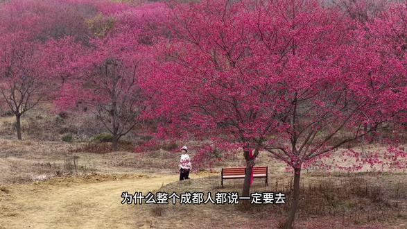 为什么整个成都人都说一定要去一趟彭州漫山樱花谷!2026樱花节2月21日浪漫启幕,百万樱花汇成粉色童话世界,网红天梯、月牙观景台、国风油纸伞长廊,拍照氛围感直接拉满!#漫山樱花谷#樱花#成都周边游#满山樱花#成都春节遛娃