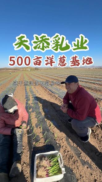 春耕进行时,500亩洋葱种植基地。 #洋葱 #农业 #种植 #天添乳业 #农场日记