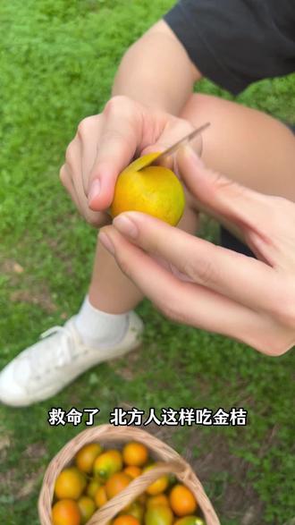吃金桔还分南方的吃法和北方的吃法,不管怎么吃都一定是纯甜的! #水果 #金桔 #优质农产品 #南方人北方人 #果园直发