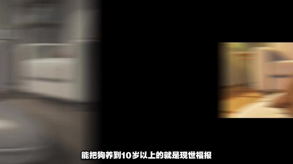 能把狗狗养到 10 岁以上,才是真正的现世福报 #狗狗长寿 #老年犬 #善待宠物 #养狗的缘分 #毛孩子的一生