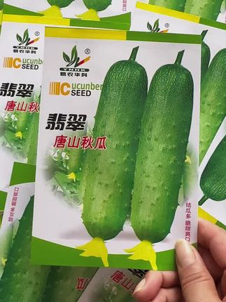 房前屋后有空地的,推荐你也种上一些#唐山秋瓜 #种植 #优质农产品