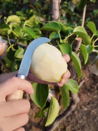 自家果园,新鲜采摘#新鲜采摘 #源头好货 #原产地 #梨 #应季水果