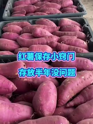 #红薯种植#红薯管理#红薯保存#红薯保鲜剂