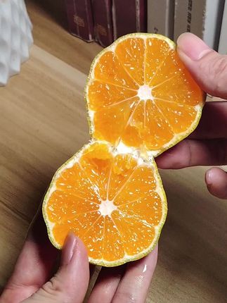 🍊【当季鲜摘·青皮蜜橘】   皮薄透光!一口就爆汁💦   酸甜黄金比🌞 果肉细嫩无渣   别看皮青,甜过初恋!✨   限时尝鲜价,手慢无→#橘子 #青皮蜜橘 #新鲜应季水果  #口感特别好 #好吃到停不下来
