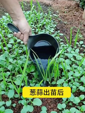 #我要上热门 葱姜蒜专用肥料果蔬绿植大葱生姜生长复合化肥颗粒缓释肥有机肥料#种菜 #种菜技巧 #蔬菜种植 #种植蔬菜