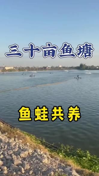 直播花絮 超认真的在解答!#牛蛙 #牛蛙养殖#抖音助农 #三农