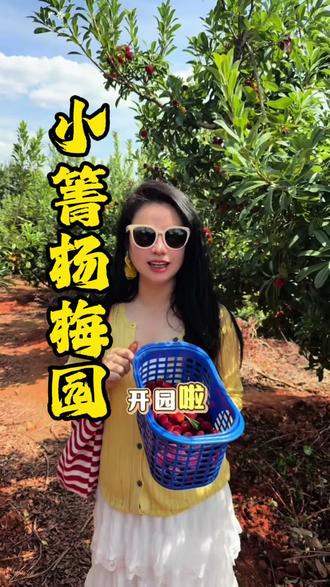 熟了,熟了富民的小青杨梅园开园了#杨梅熟了 #杨梅季 #吃杏子的季节 #摘杨梅 #自己采摘更新鲜