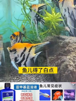 鱼跳缸后你要用亚甲基蓝。换季给鱼简易,你得用亚甲基蓝。鱼的白点,你得用亚甲基蓝。得了水酶,你可以用亚甲基蓝。新鱼到家,避免新鱼和老鱼交叉影响,你还得用亚甲基蓝。预防总比治理更容易,养鱼就得常备亚甲基蓝。