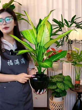 玛丽安水培植物盆栽室内耐阴观叶绿植客厅净化空气办公室四季好养#水培植物#绿植盆栽