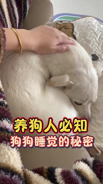 养狗人必知狗狗睡觉的秘密#养狗经验分享#养狗知识#养狗小妙招