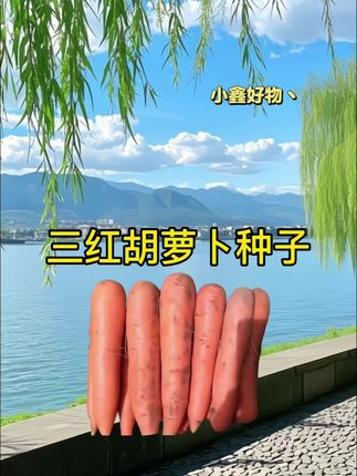 #三红胡萝卜#胡萝卜种子#七八月种植#三农#蔬菜种植
