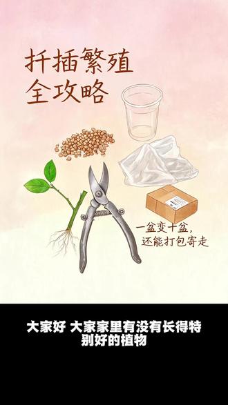 这技术学了就要植物泛滥啦! 扦插繁殖技术得学啊!#植物生长过程 #植物养护 #与植物一起生活 #扦插 #植物繁殖