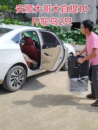 非洲鸵鸟现在喂到年底100左右
