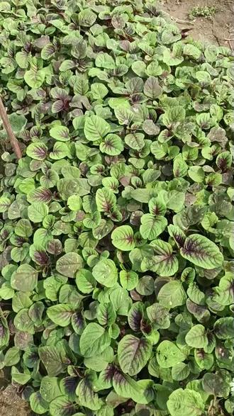 红苋菜又叫汉菜、蔊菜、米苋、补血菜。但种植方法就这4个。 红苋菜种植干货: 土整细,盖半厘米薄土,出苗后留三指宽,土干再浇水。记住这四点,新手也能种好。
#红苋菜 #汉菜 #蔊菜#补血菜 #米苋