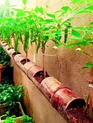 营养丰富,种植简单#阳台小院盆栽均可种植 #樟树港辣椒 #辣椒种子#在家种菜#我的小菜园