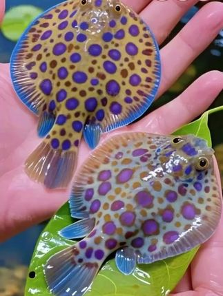 这么神奇的观赏鱼你见过吗~#爬岩鳅#鱼缸清洁 #水族爱好者#观赏鱼#养鱼日记
