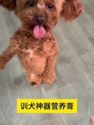 训犬神器营养膏#养狗的乐趣 #不养狗不知道养狗的乐趣 #训犬#训狗#训犬神器