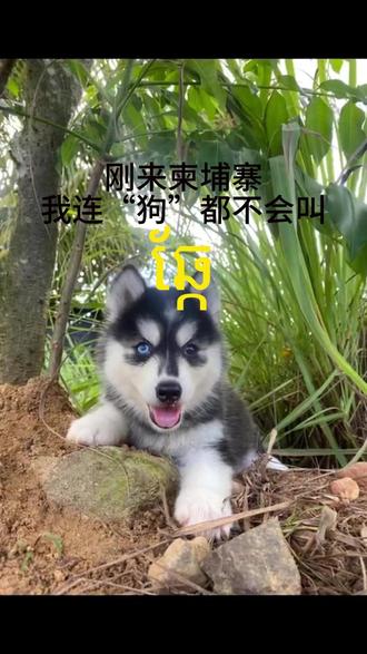 刚来柬埔寨,我连“狗”都不会叫ឆ្កែ#柬埔寨语学习#零基础学柬埔寨语#30天自学柬埔寨语#柬埔寨语教学