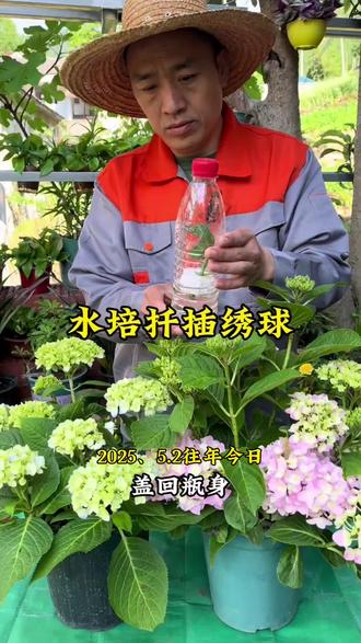 绣球水培扦插,你也赶紧学起来。#花卉绿植 #扦插 #养花小知识 #爱生活爱养花