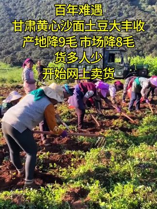 2025的甘肃黄心沙面土豆出土啦!#甘肃黄心土豆 #黄心土豆 #沙面土豆#纯天然绿色食品