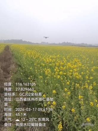 #油菜花田 几百亩油菜田最后一次药结束了