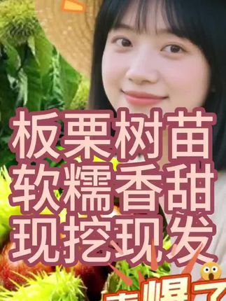 正宗嫁接板栗树苗#板栗树苗