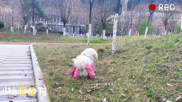 装傻子的一天#萌宠享受大自然 #动物的迷惑行为