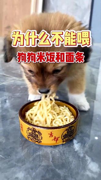 不让狗狗吃米饭和面条,竟然是这个原因。#养狗的乐趣 #养狗经验分享 #科学养宠攻略 #养宠进阶指南