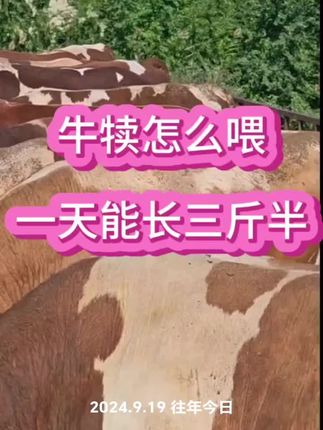 牛犊怎么喂一天能长三斤半#牛犊#西门塔尔牛#育肥牛#养牛人#新手养牛