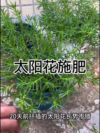 #花卉绿植 #太阳花 #太阳花养护#太阳花追肥#无限回购的宝藏单品