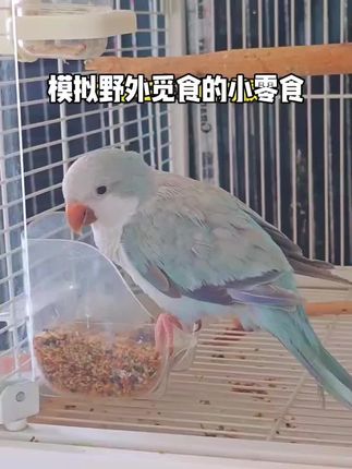 天然野草籽混合粮玄凤新鲜和尚小太鹦鹉零食补微量元素高蛋白鸟粮。天然野草籽混合粮玄凤新鲜和尚小太鹦鹉零食补微量元素高蛋白鸟粮#好物推荐🔥