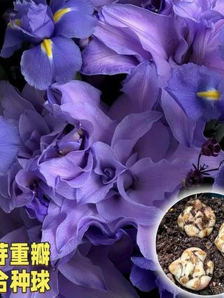 百合花种球#百合花种球 #盆栽绿植 #好物推荐 #实用好物 #百合花