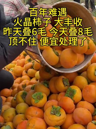 软糯香甜 一口爆汁巨好吃!小朋友也超爱吃!果农现摘现发,贼新鲜~#新鲜应季水果 #优质农产品 #火晶柿子 #柿子熟了
