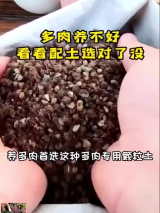 多肉专用多肉土颗粒营养土种植土疏松透气有机发根土控型上色铺面#颗粒土 #营养土 #疏松土 #有机发根 #多肉土