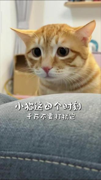 小猫这四个时刻,千万不能打扰它 #养猫经验分享 #养猫经验 #猫 #猫咪 #猫咪的迷惑行为