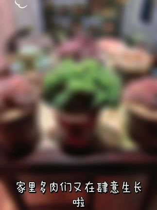 #记录多肉生活