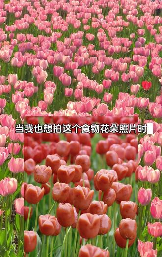 愿全世界开满郁金香#这是我见过最香的郁金香 #豆包ai #豆包出大片有两把刷子 #烤肠 #花朵
