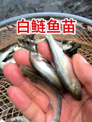 白鲢鱼,套养必备,可调节水质#白鲢#白鲢鱼 #鱼#三农#我的乡村生活