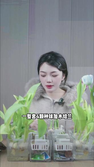 水培郁金香种球大号种子盆栽成活带芽花苞土培种植开花进口正版 #水培 #郁金香 #盆栽 #土培 #好物分享 @DOU+上热门 @DOU+小助手