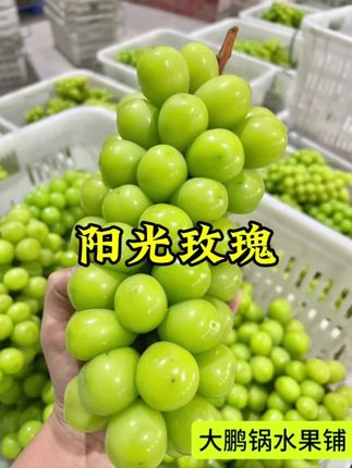 凉山的阳光玫瑰葡萄#阳光玫瑰葡萄 #葡萄 #新鲜水果 #产地直达