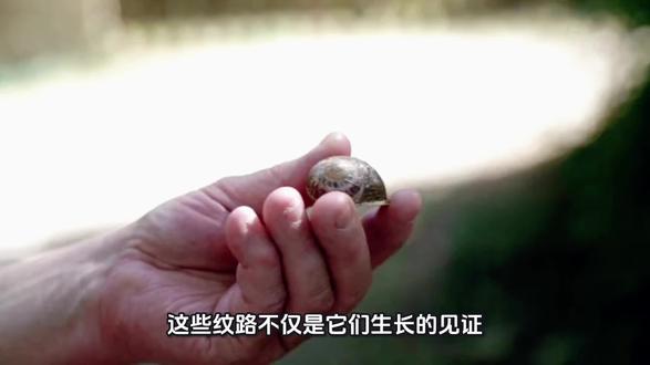 蛤蜊#小海鲜 #蛤蜊 #原创视频 @DOU+小助手