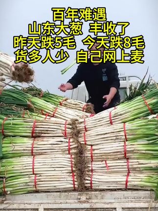 #热门🔥 #抖音助农 #优质农产品 #山东大葱