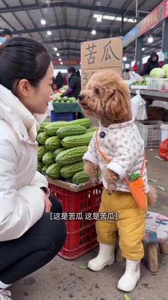 我家狗蛋
#AI泰迪苦瓜甜不甜 #随变ai随便玩