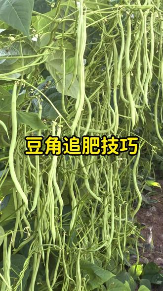 豆角追肥技巧#豆角种植 #豆角高产技术 #豆角种植技术