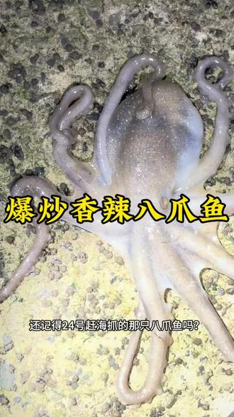 #真实生活分享计划 #爆炒八爪鱼 #美食 这样炒的八爪鱼香到迷糊又Q弹,赶紧安排起来。