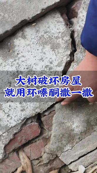 大树破坏房屋,就用环嗪酮撒一撒!#除大树 #除树烂根 #环嗪酮杀大树 #环嗪酮 #环嗪酮除大树竹子灌木杂草