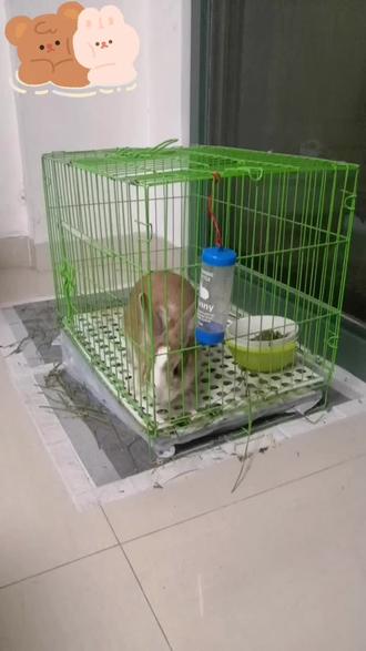 让奶冻看看自己英俊的样子,竟然不为所动?#萌娃和动物搞笑视频 #动物成精系列 #小兔子 #它真的好像个小宝宝 #萌宠日常记录