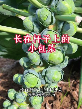 长在杆子上的小包菜,大家有种过吗#我的小菜园 #种菜 #关注我一起学种菜